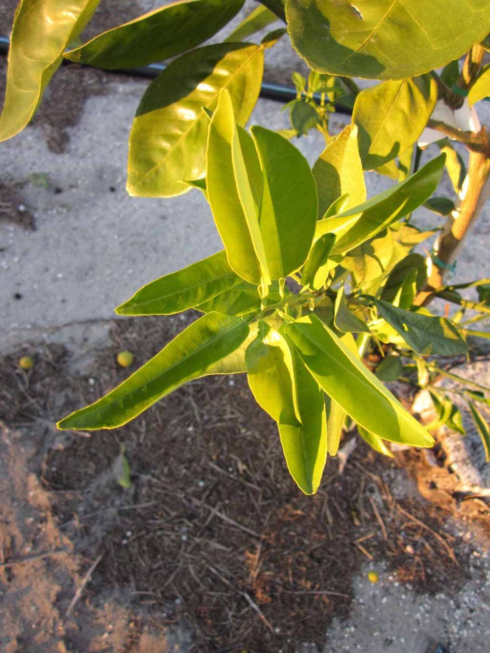            Sun leaves (Winter Haven, FL)   